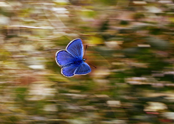 Mille farfalle