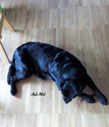 Un cane è per la vita