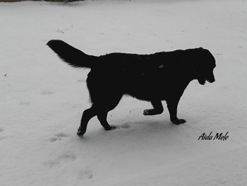 Un cane è per la vita | Aida Mele Magazine Un cane è per la vita